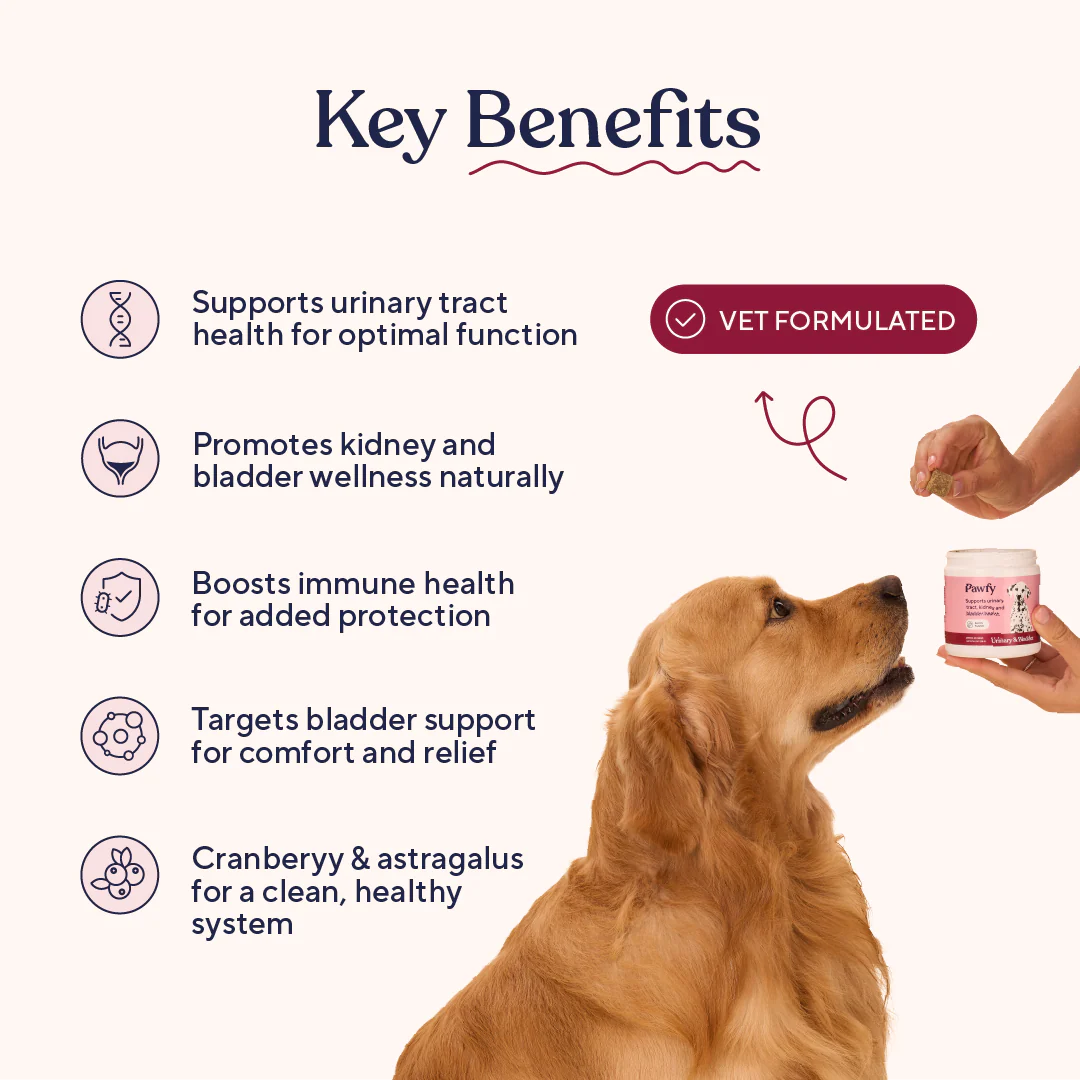 Urinary & Bladder - Image 4